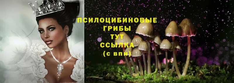 наркота  мориарти состав  Псилоцибиновые грибы Psilocybe  Чистополь 